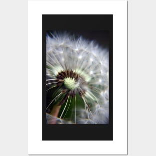 Dandelion Seeds Posters and Art